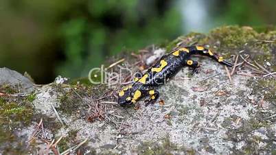 Salamander in the Wild
