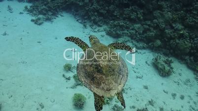 Turtle Swimming over Coral Reef, underwater scene