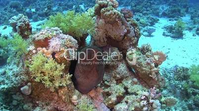 Murena on Coral Reef, underwater scene