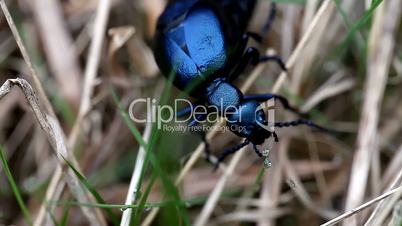 beautiful large iridescent beetle