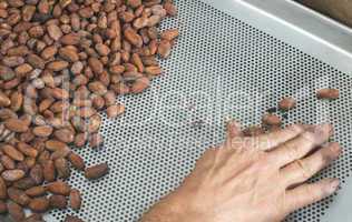 Hands sellect cocoa beans