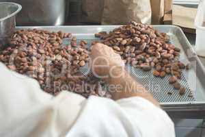 Hands sellect cocoa beans