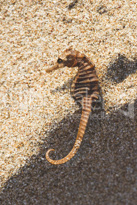 Seahorse on the beach