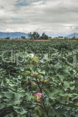 Blooming cotton
