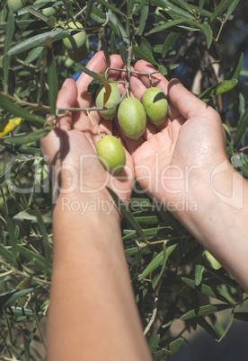 Hand holding olive branch