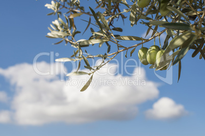 Olive branches on foreground. Blue sky