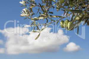 Olive branches on foreground. Blue sky