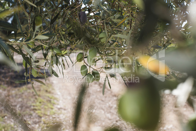 Olive branches