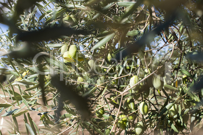 Olive branches