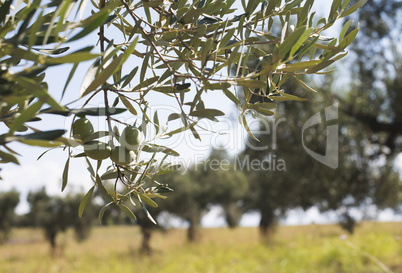 Olive branches