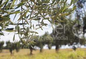 Olive branches