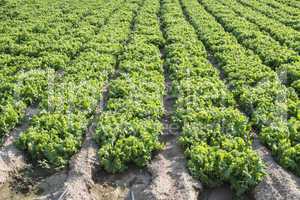 Lettuce plantation field