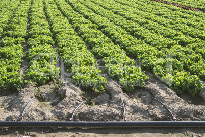 Lettuce plantation field