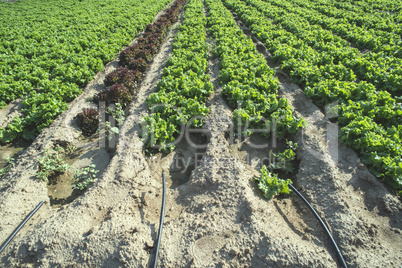 Lettuce plantation field