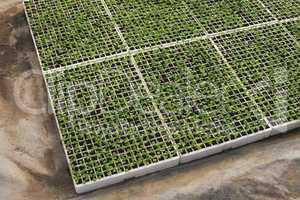 Lettuce plantation seedlings