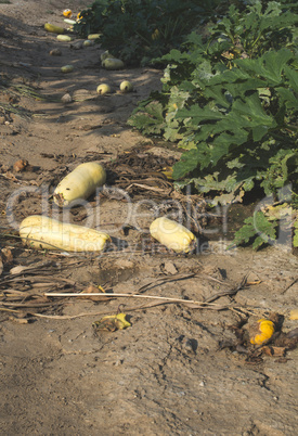 Zucchini field