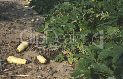 Zucchini field