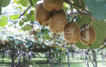 Kiwi plant