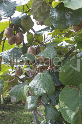 Kiwi plant