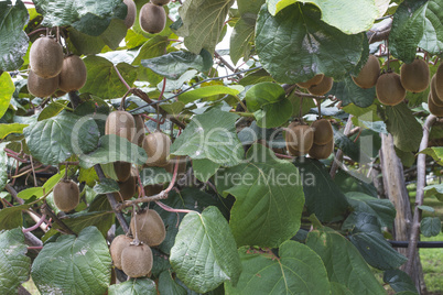 Kiwi plant