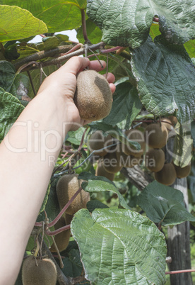 Kiwi plant