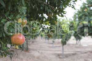 Pomegranate trees