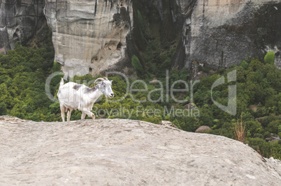 Goat climbs rocks