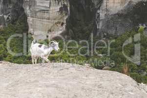 Goat climbs rocks