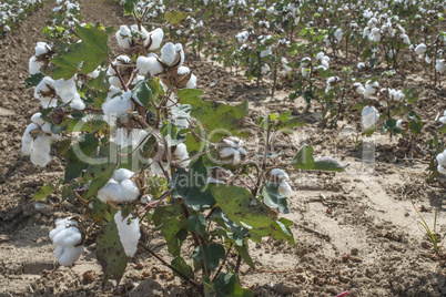 Cotton plants field