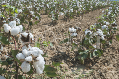 Cotton plants field