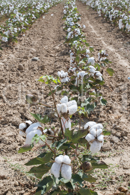 Cotton plants field