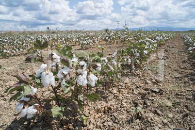 Cotton plants field