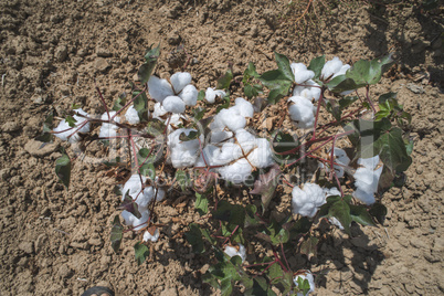 Cotton plants field