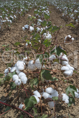 Cotton plants field