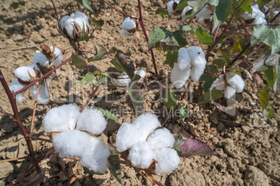 Cotton plants field