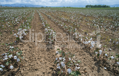 Cotton plants field