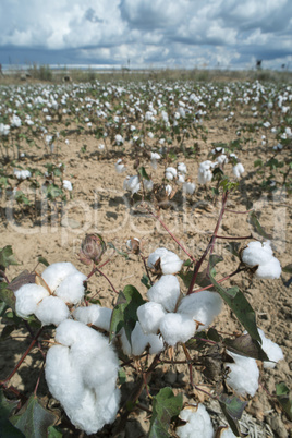 Cotton plants field