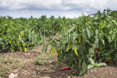 Plantations of peppers in the field