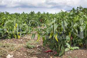 Plantations of peppers in the field