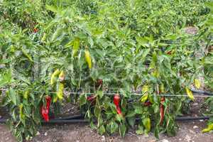 Plantations of peppers in the field