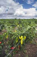 Plantations of peppers in the field