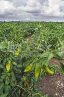 Plantations of peppers in the field