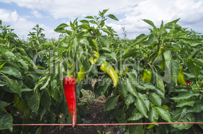 Plantations of peppers in the field.