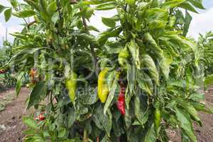 Plantations of peppers in the field