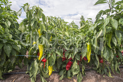 Plantations of peppers in the field