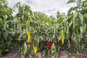 Plantations of peppers in the field