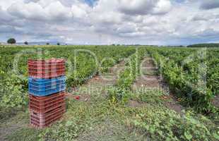 Crate with peppers