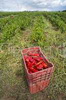 Crate with peppers