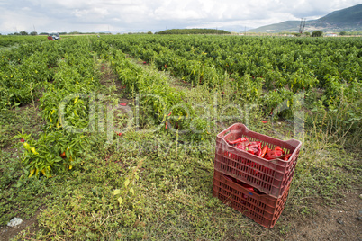 Crate with peppers