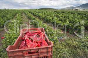 Crate with peppers